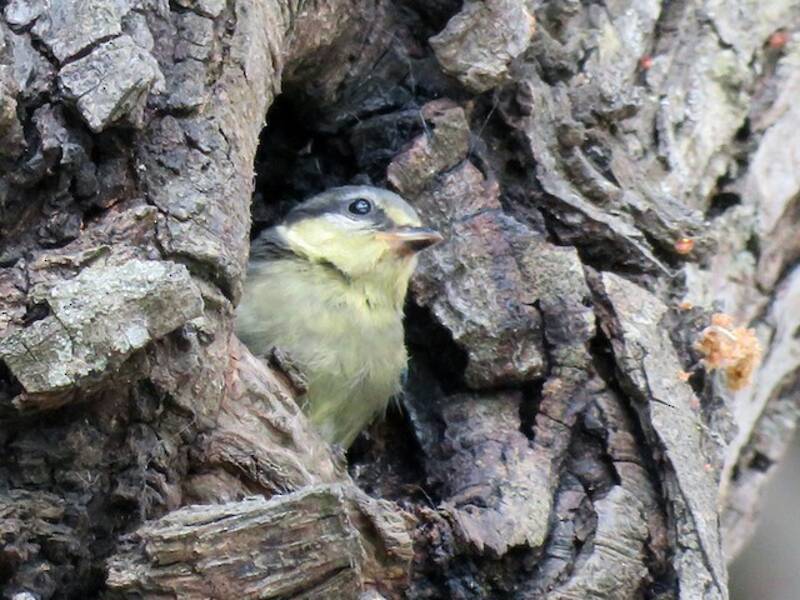 African Blue Tit, Photos 3