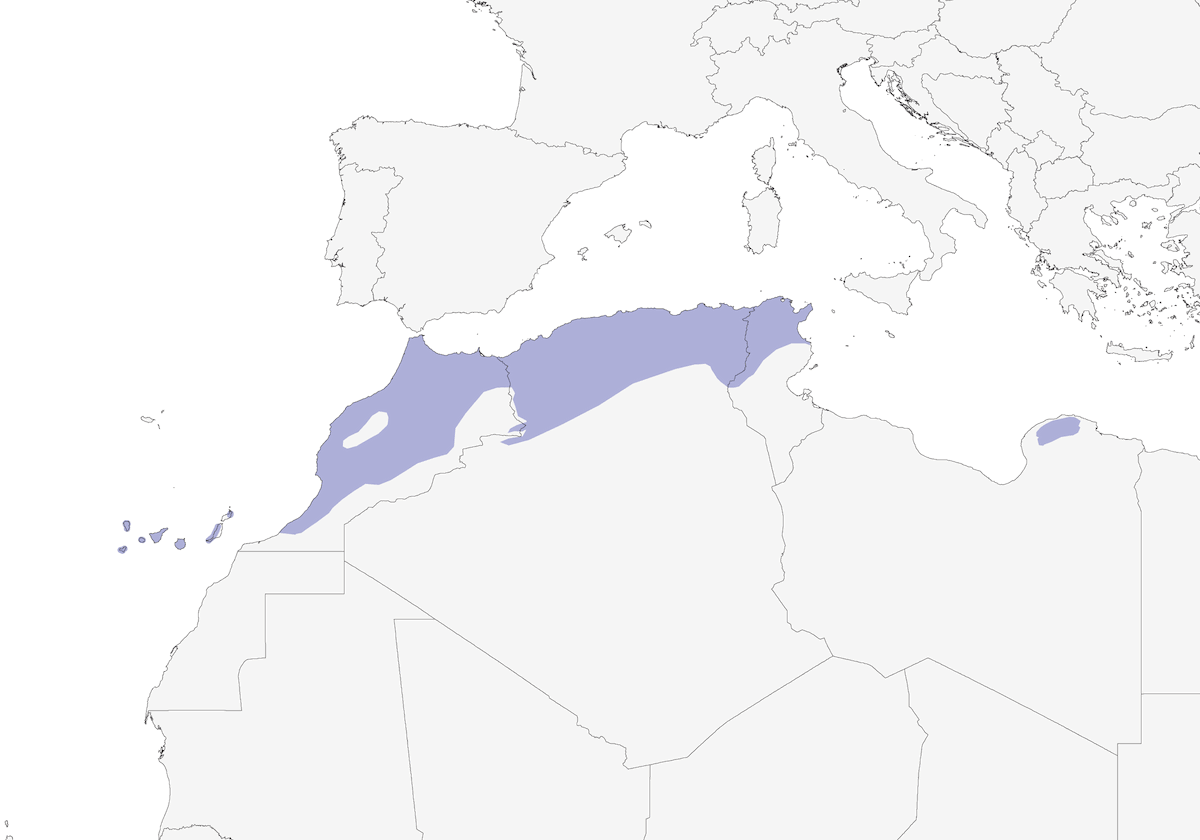 African Blue Tit, Distribution 1