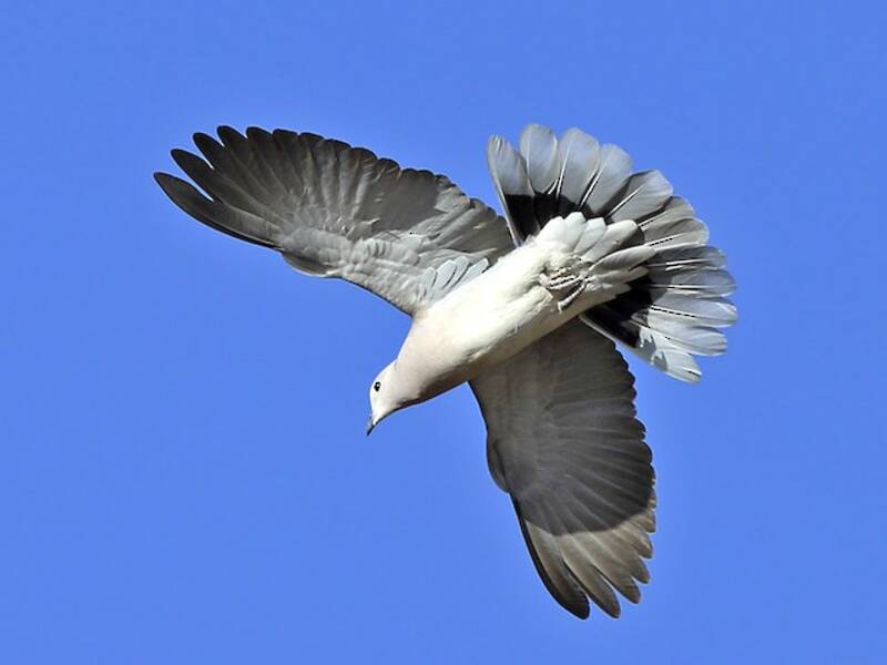 African Collared-Dove