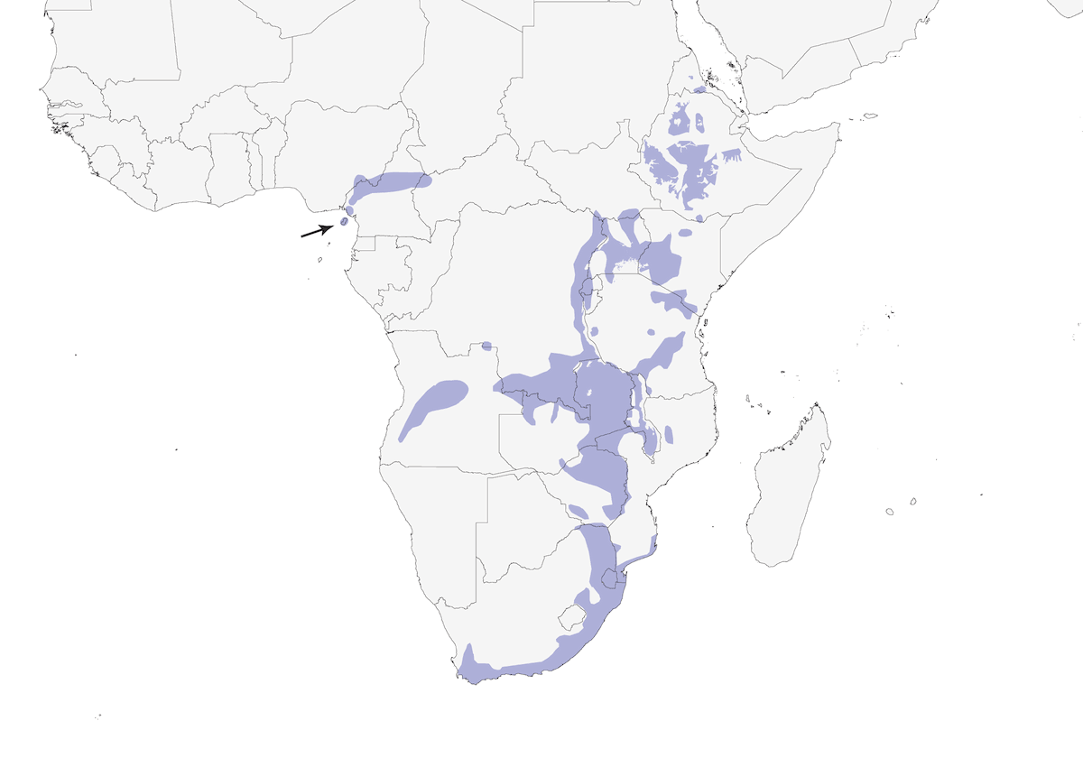 Pigliamosche africano bruno, Distribuzione 1
