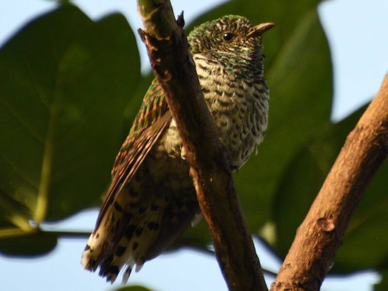 Cuco Esmeralda Africano