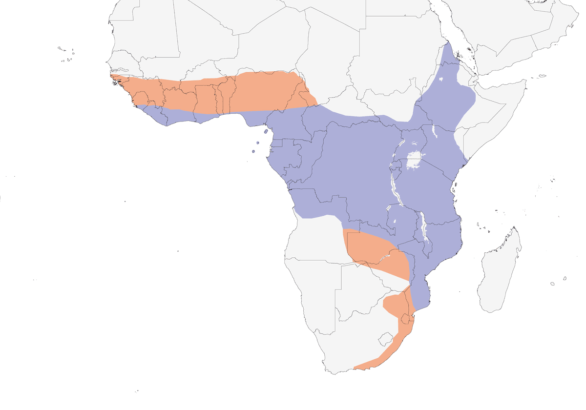 Cuco Esmeralda Africano, Distribución 1