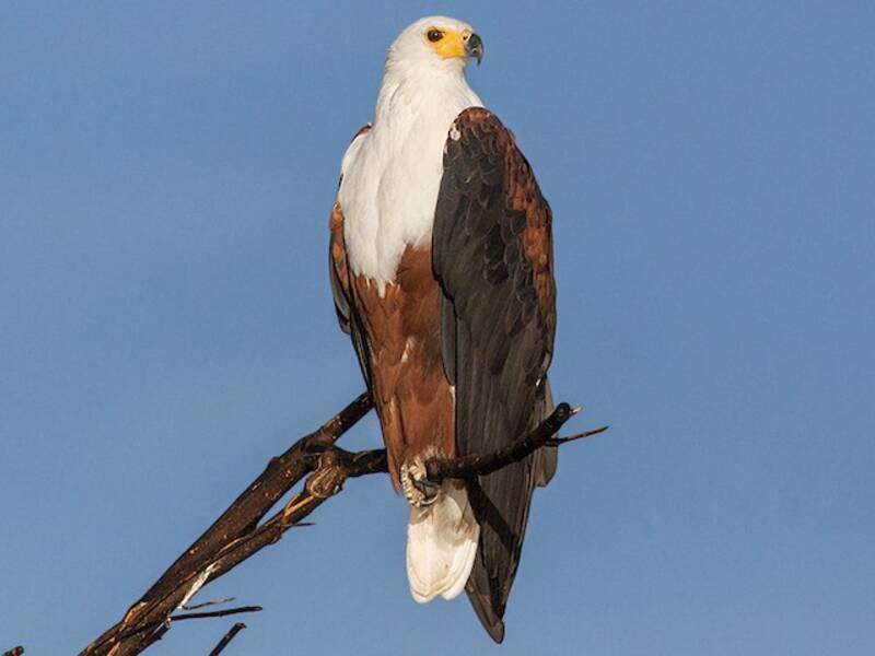 African Fish-Eagle