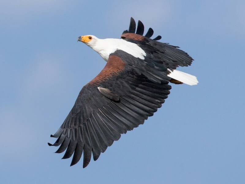 African Fish-Eagle, 照片 2