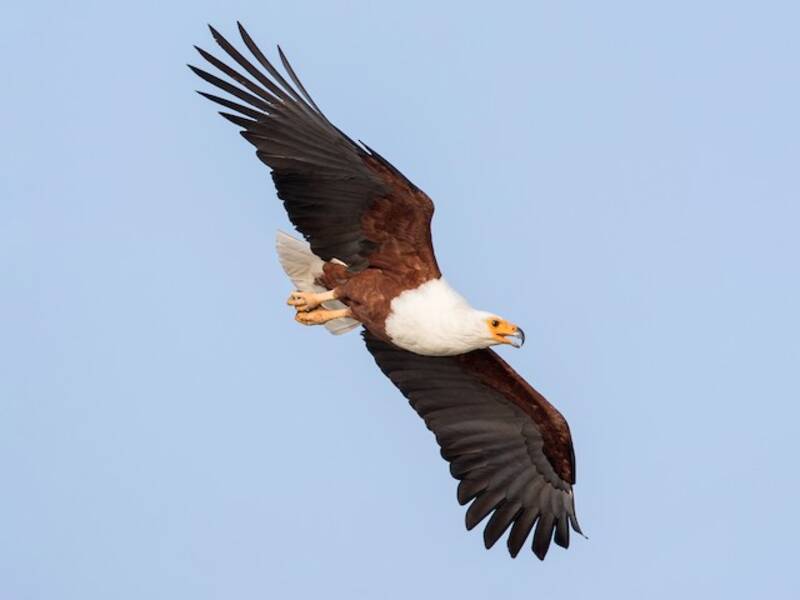 African Fish-Eagle, 照片 3