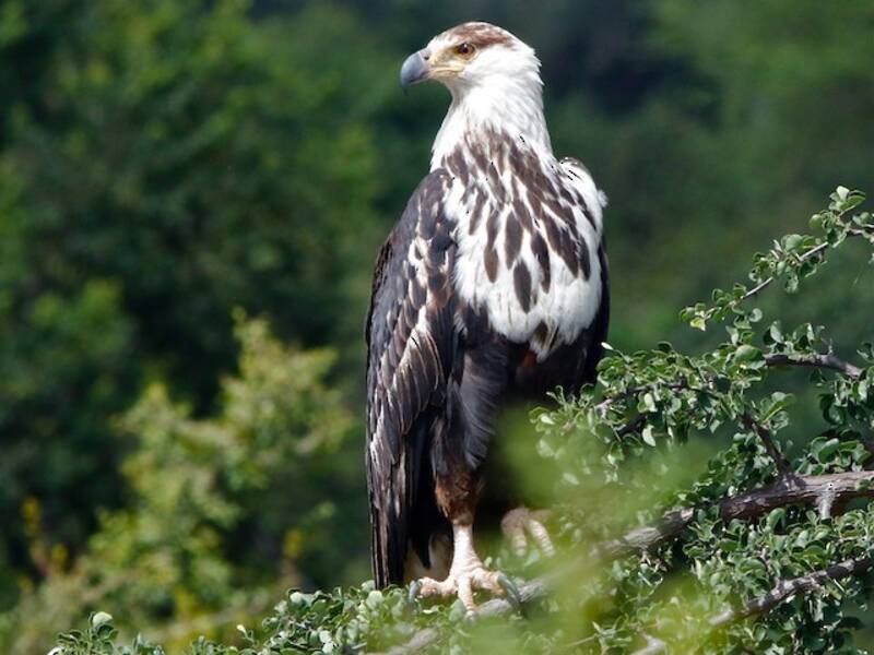 African Fish-Eagle, 照片 4