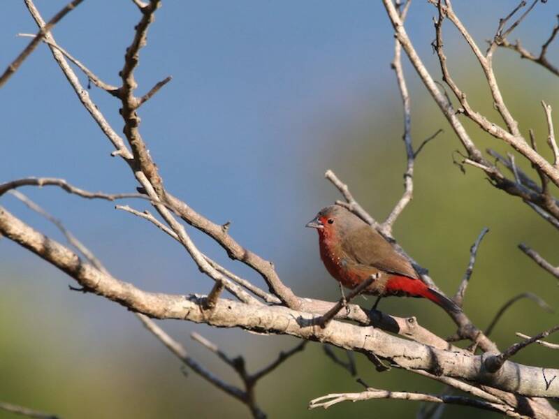 African Firefinch (Lagonosticta rubricata)