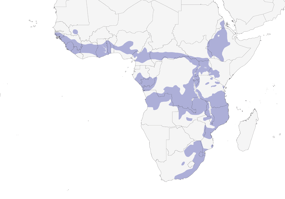 Amarante foncé, Distribution 1