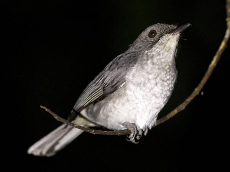 Pigliamosche della foresta africana