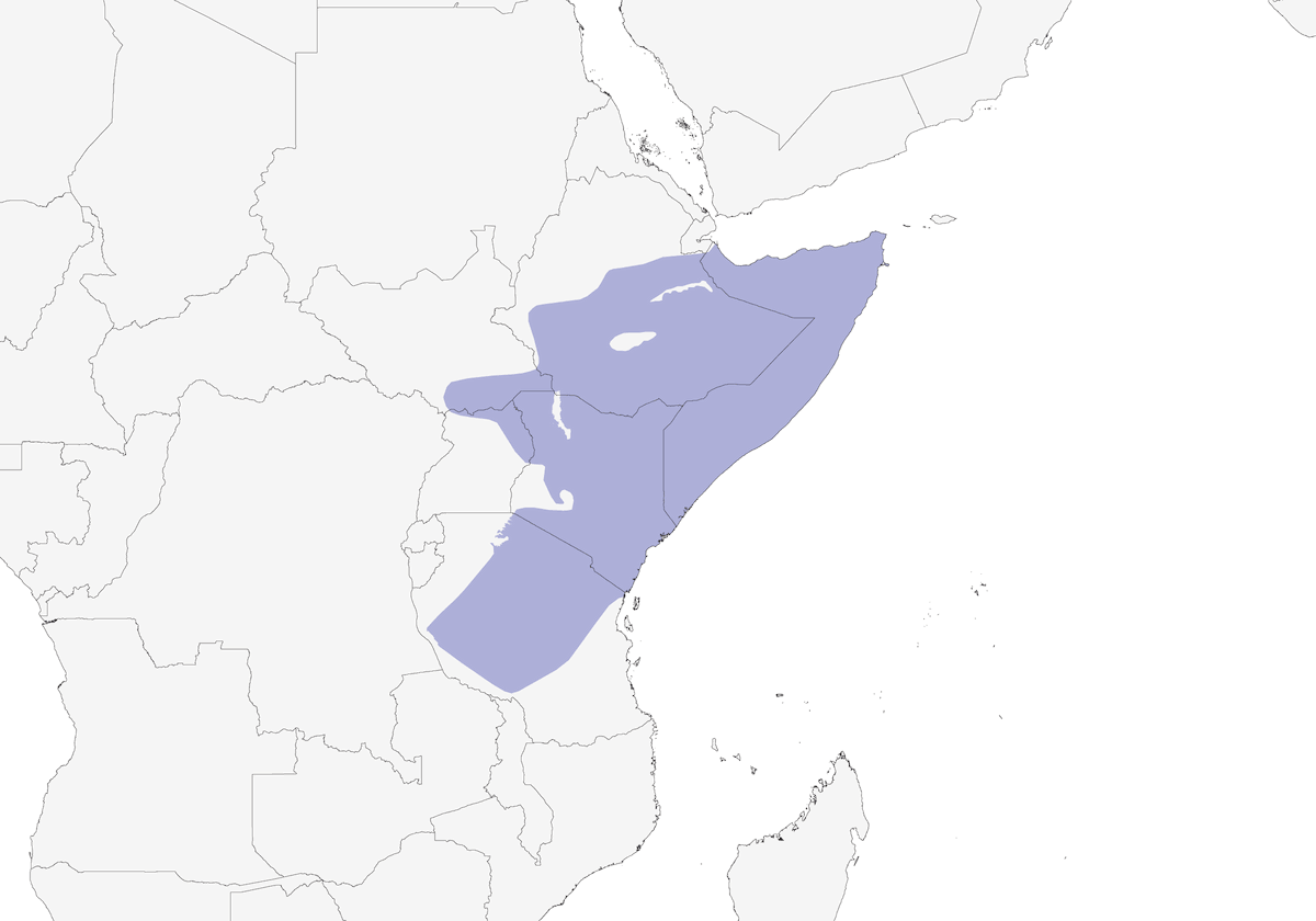 Papamoscas Gris Africano, Distribución 1