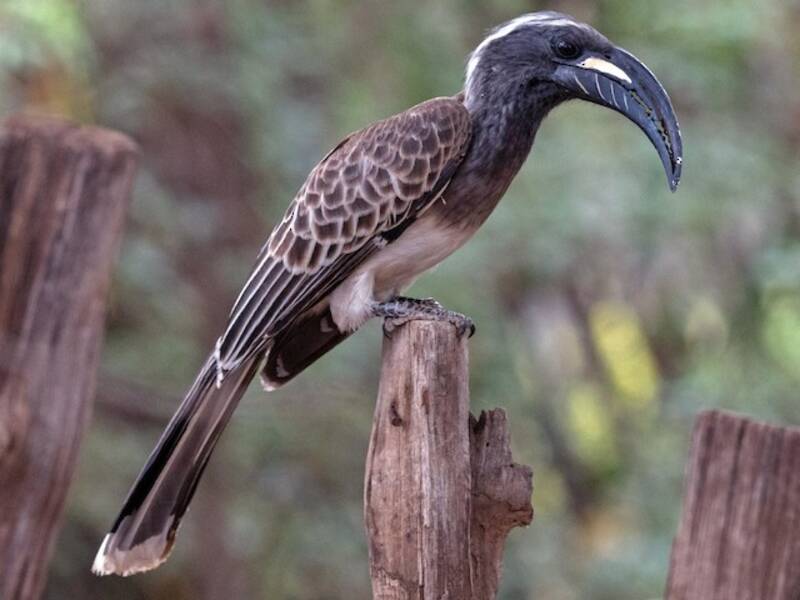 Afrikanischer Graunashornvogel, Fotos 3