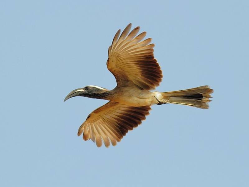 Afrikanischer Graunashornvogel, Fotos 2