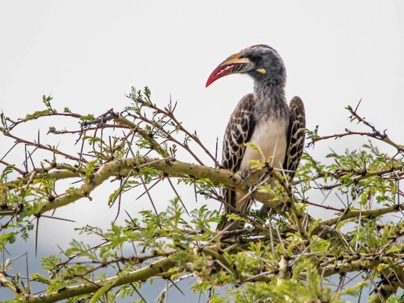 Afrikanischer Graunashornvogel, Fotos 4