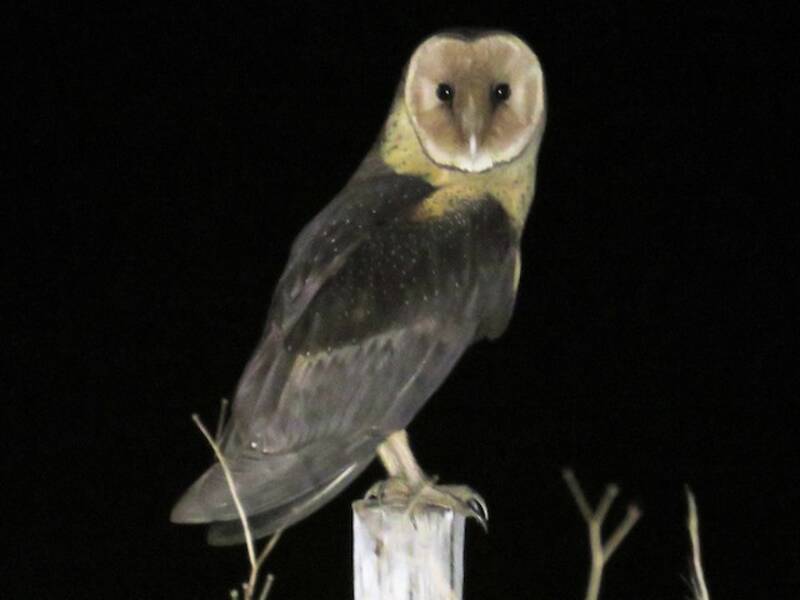 African Grass-Owl, 照片 3