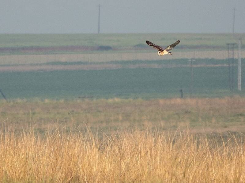 African Grass-Owl, 照片 2