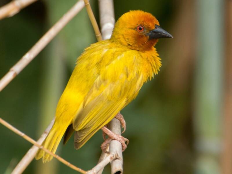 African Golden-Weaver, 照片 2