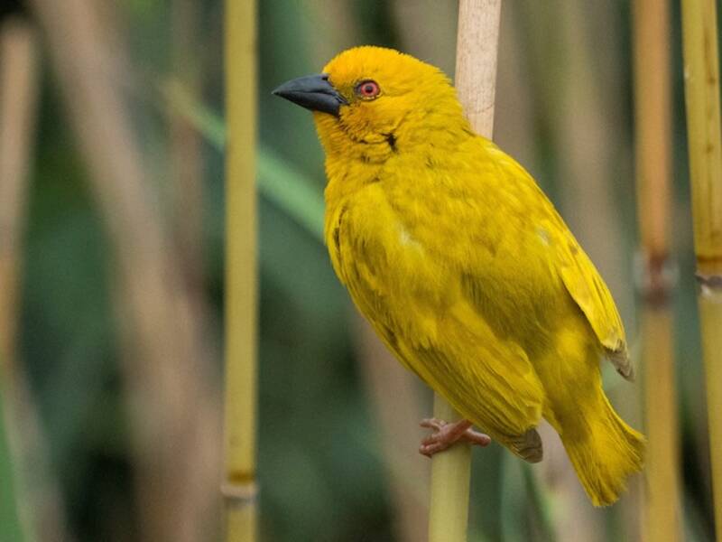 African Golden-Weaver