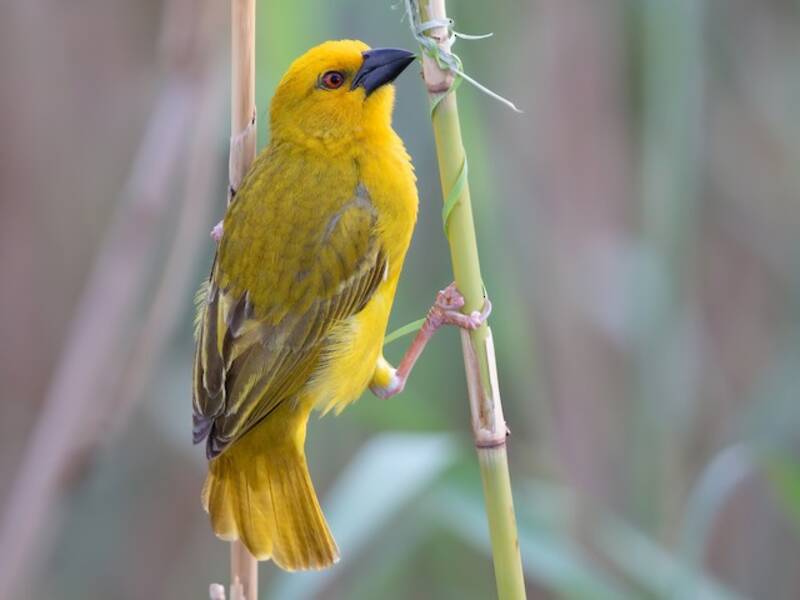 African Golden-Weaver, 照片 3