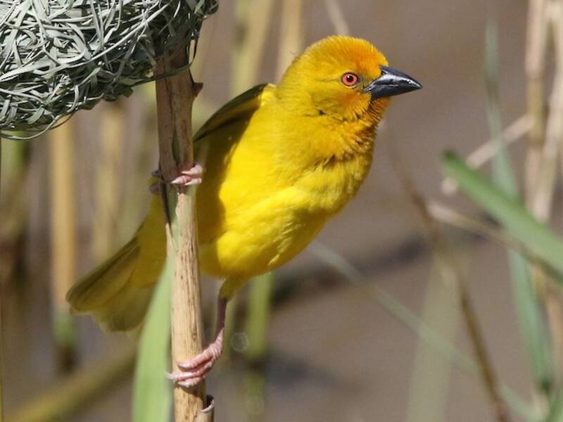 African Golden-Weaver, 照片 4