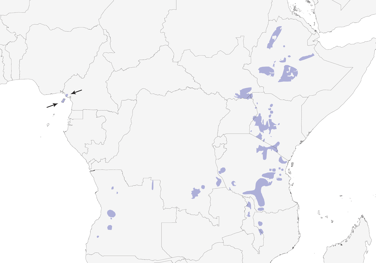 Pseudoalcippe etiopico, Distribuzione 1