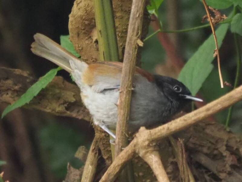 Timalie du Ruwenzori, Photos 2
