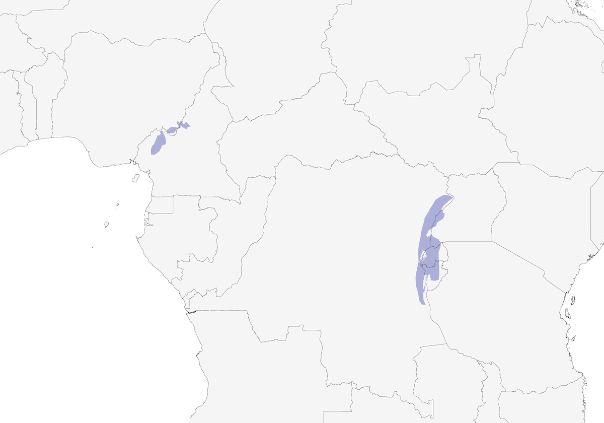 Timalie du Ruwenzori, Distribution 1