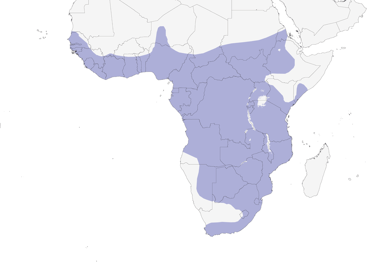 Gymnogène d'Afrique, Distribution 1