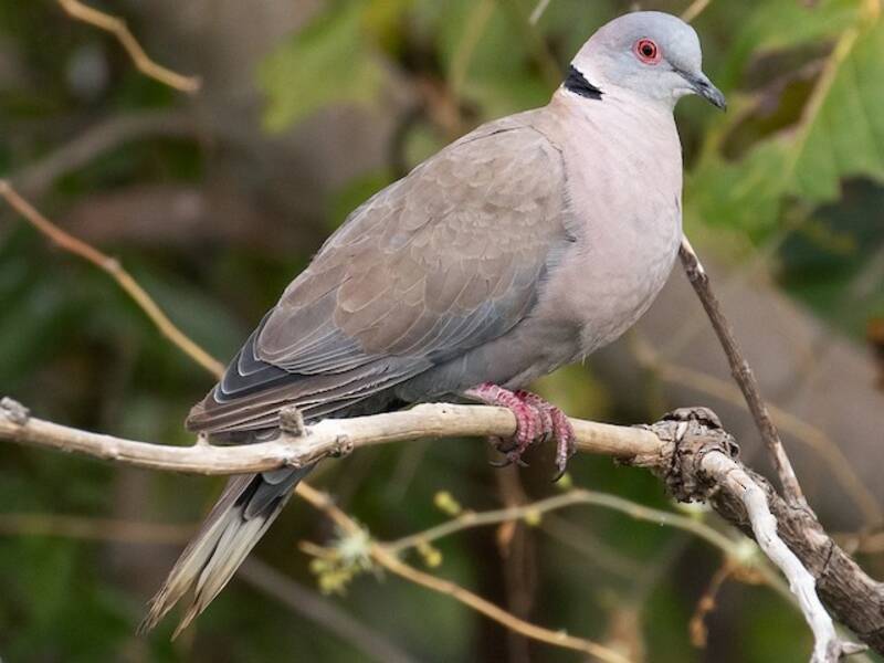 Mourning Collared-Dove, Photos 3