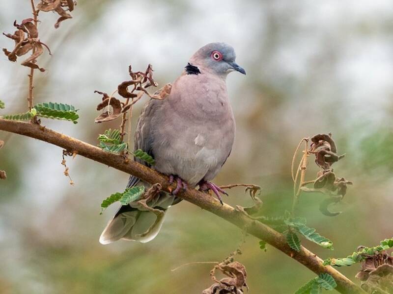 Mourning Collared-Dove, Photos 2