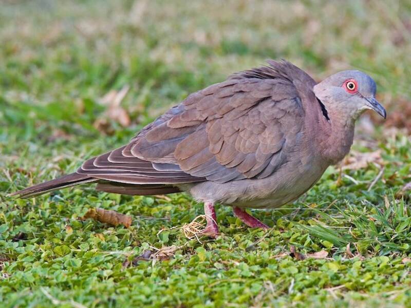 Mourning Collared-Dove, Photos 4