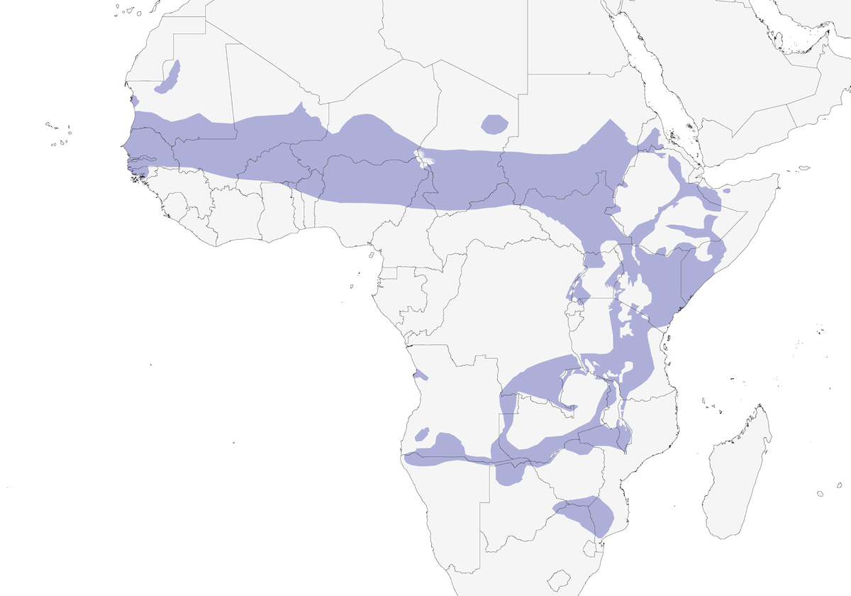 Mourning Collared-Dove, Distribution 1