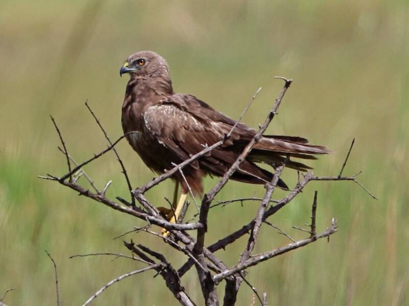 African Marsh Harrier, Photos 4