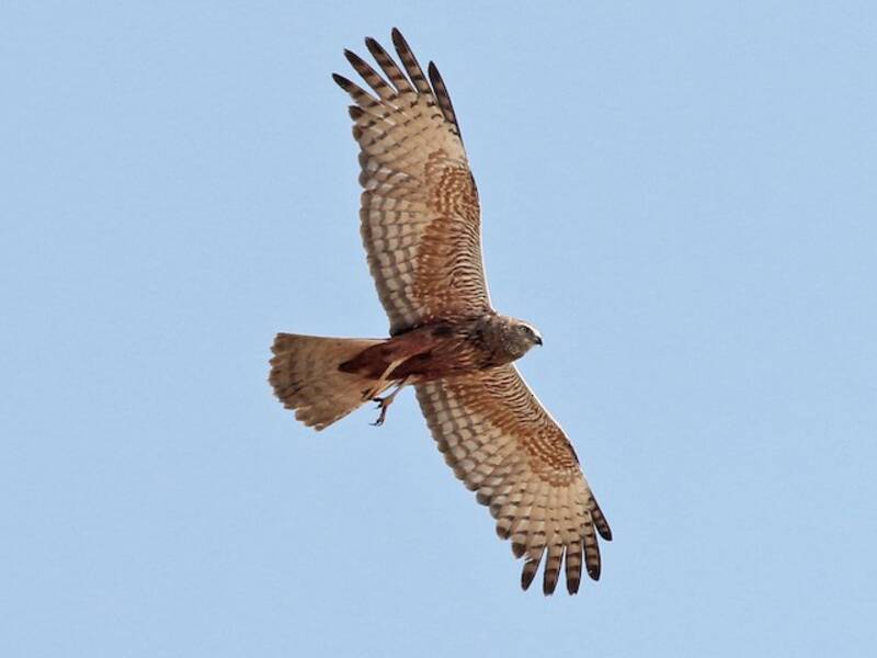 African Marsh Harrier, Photos 3