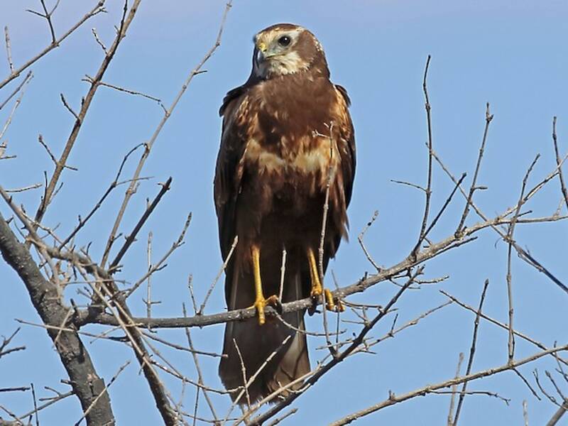 African Marsh Harrier, Photos 2