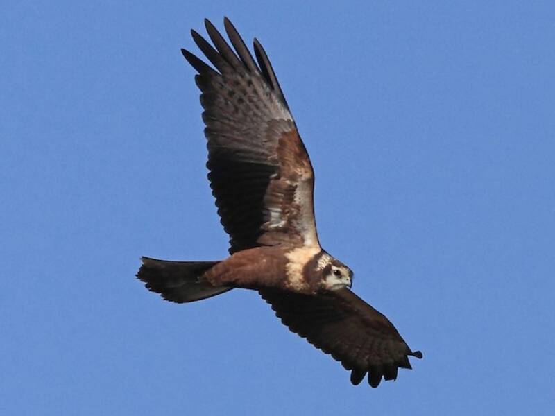 African Marsh Harrier