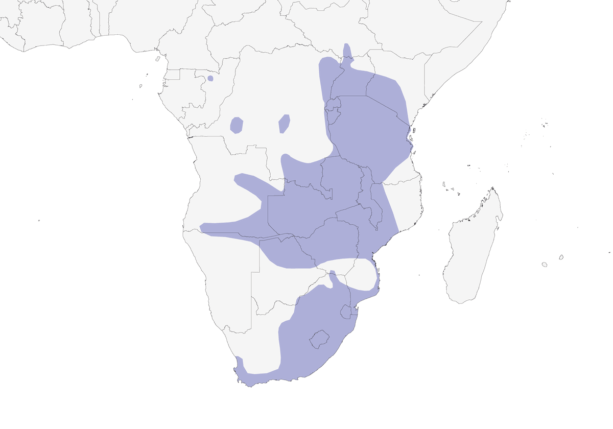 African Marsh Harrier, Distribution 1