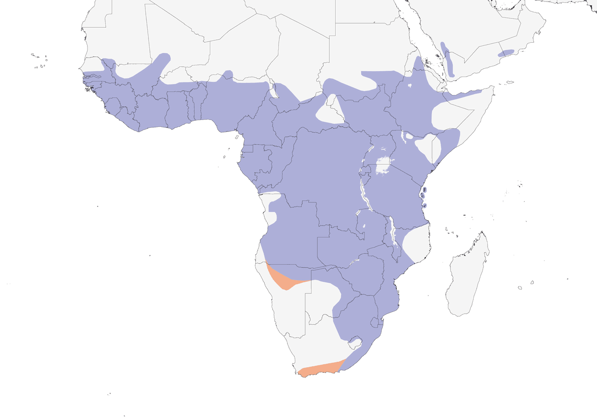 Pigliamosche del paradiso africano, Distribuzione 1