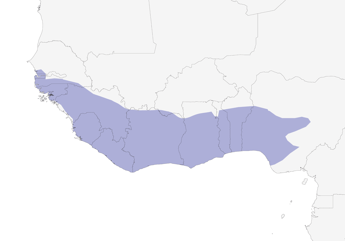 Calao pie d'Afrique de l'Ouest, Distribution 1