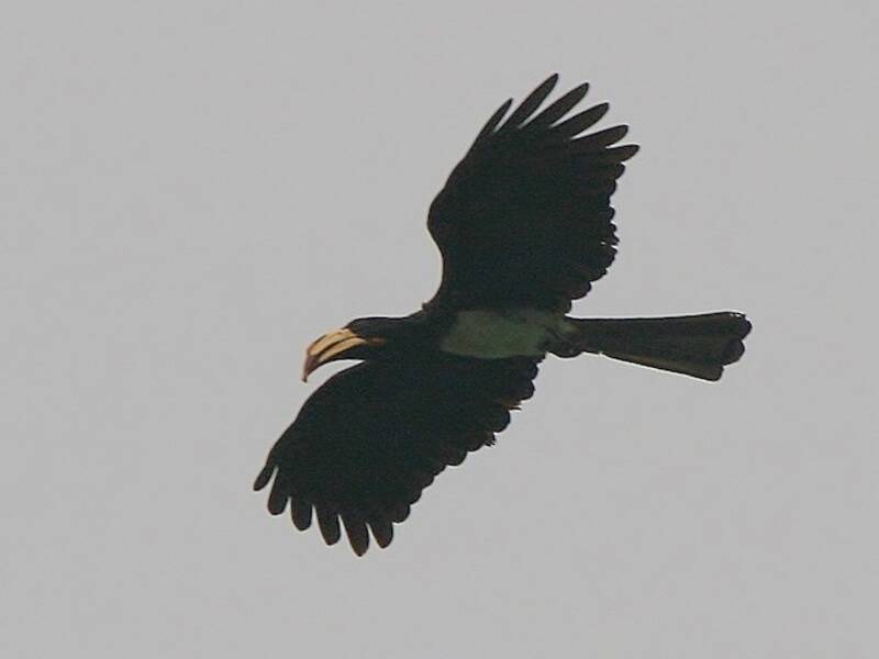 Congo Pied Hornbill, Photos 2