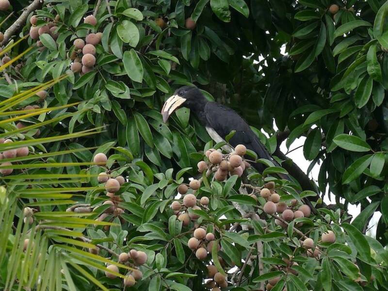 Congo Pied Hornbill, Photos 3