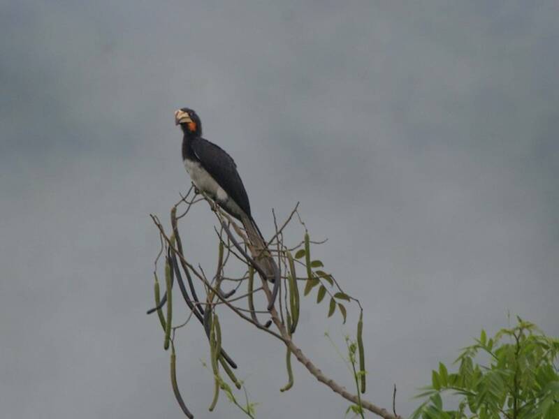 Congo Pied Hornbill, Photos 4
