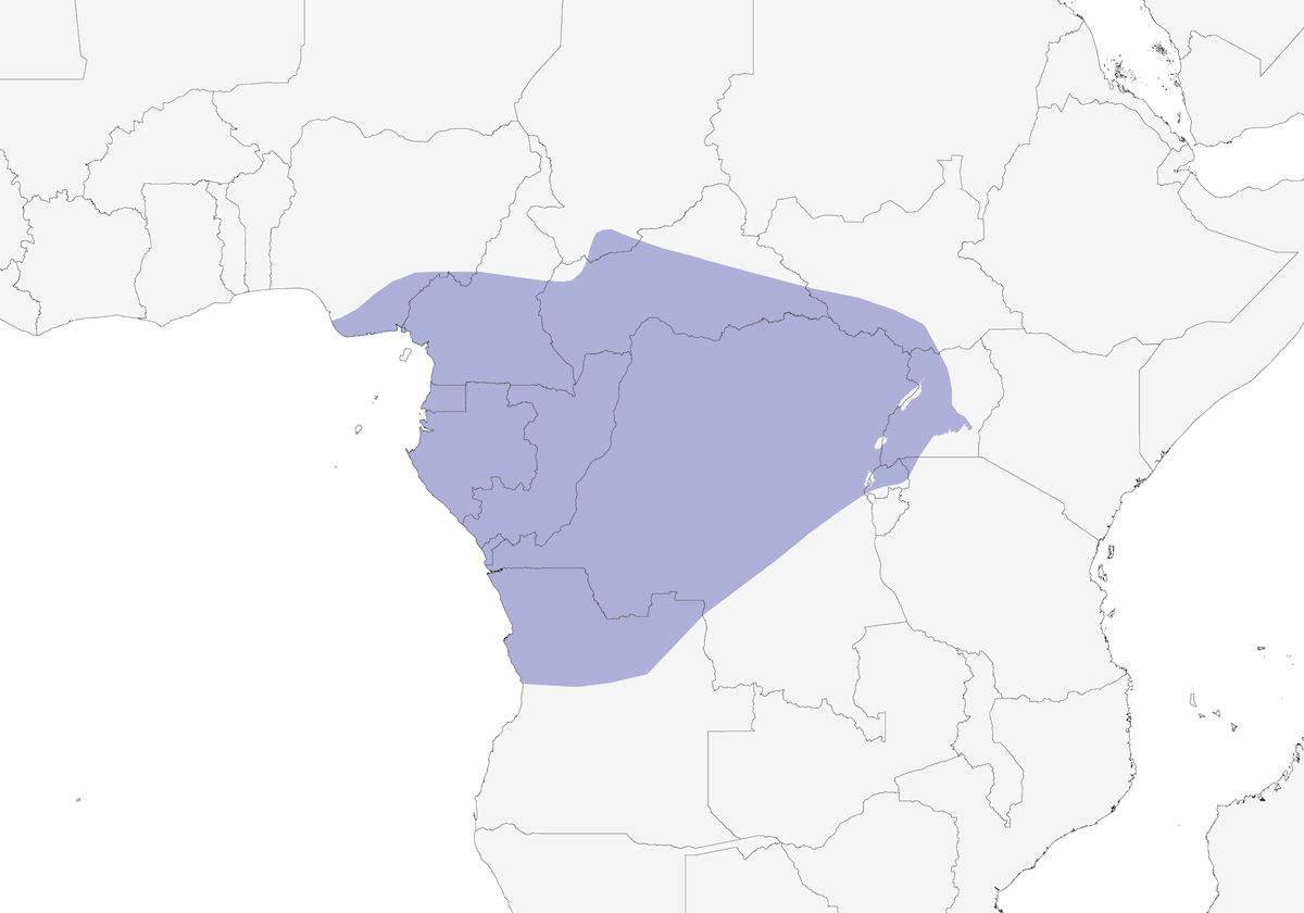 Congo Pied Hornbill, Distribution 1
