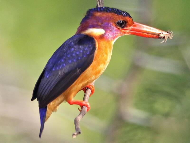 African Pygmy Kingfisher