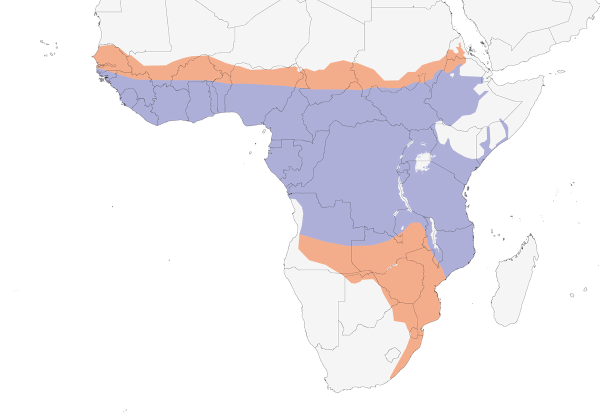 Martín pescador pigmeo africano, Distribución 1