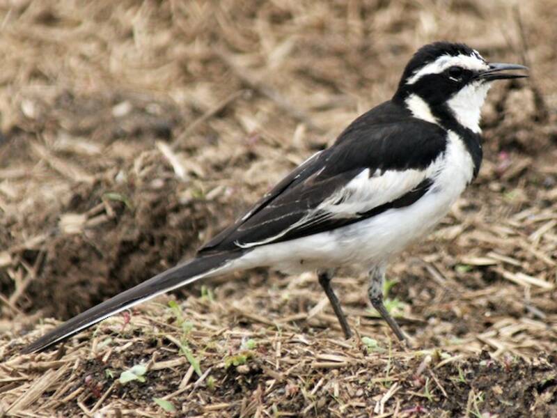 African Pied Wagtail, 照片 4
