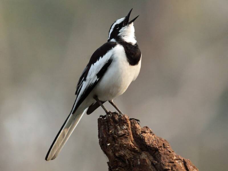 African Pied Wagtail, 照片 3