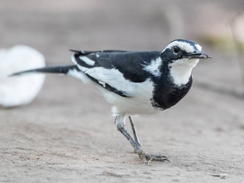 African Pied Wagtail, 照片 2