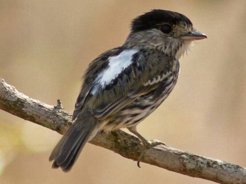 African Broadbill, 照片 4