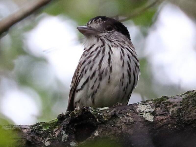 African Broadbill, 照片 2