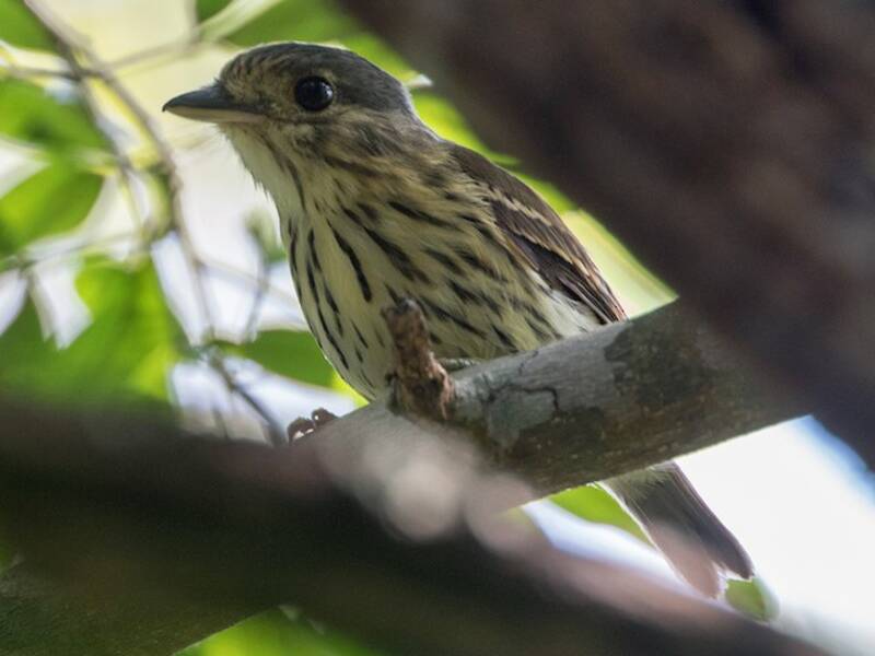 African Broadbill, 照片 3